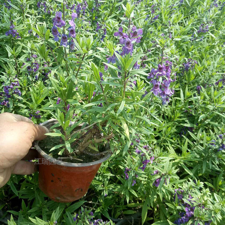 青州香彩雀种植地销售 香彩雀花姿优美 香彩雀现货供应 夏杰花卉