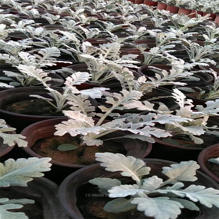 山东银叶菊植株粗壮 银叶菊花径种植花卉 银叶菊景观效果美丽 夏杰花卉