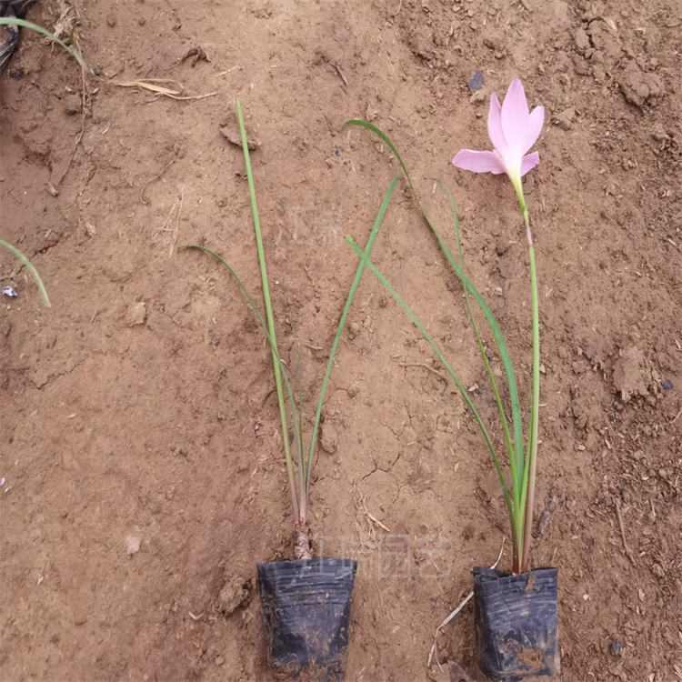 青州韭兰种植地 韭兰大型供应商 花径种植花卉韭兰 适应能力强