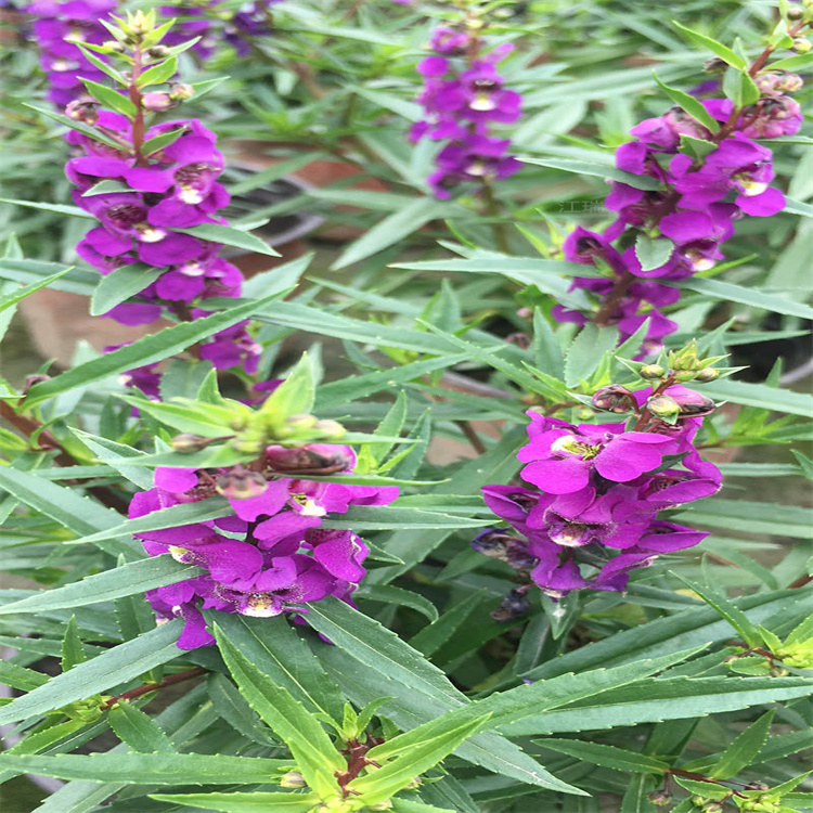 山东香彩雀花境种植花卉 香彩雀盆栽 香彩雀适应能力强 夏杰花卉苗圃直供