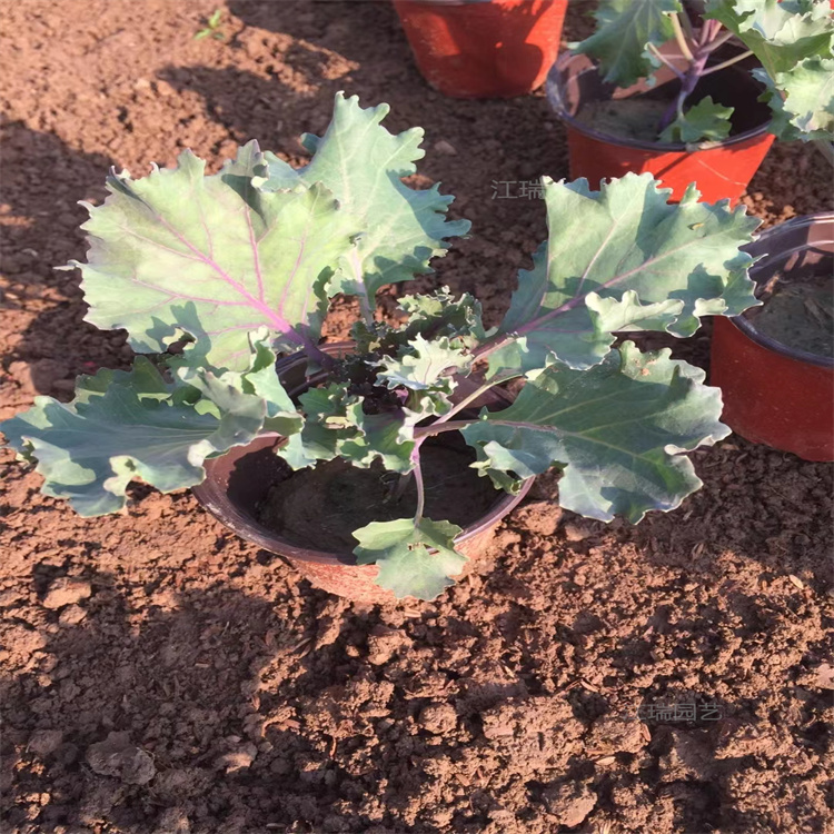 青州羽衣甘蓝大型种植基地 羽衣甘蓝适应能力强 羽衣甘蓝路旁种植花卉