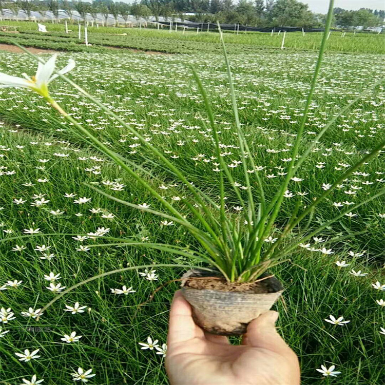 青州白花葱兰出售 红花葱兰花境观赏花卉 葱兰道路绿化欢迎选购