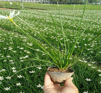青州白花葱兰出售 红花葱兰花境观赏花卉 葱兰道路绿化欢迎选购