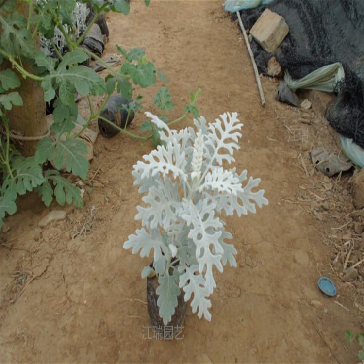 青州银叶菊种植基地 银叶菊叶色优美 花坛种植花卉银叶菊 欢迎选购