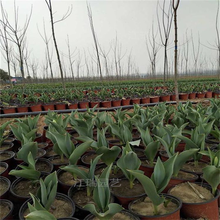 河南郁金香花海种植花卉 郁金香种球供应 郁金香品质优良 江瑞园艺