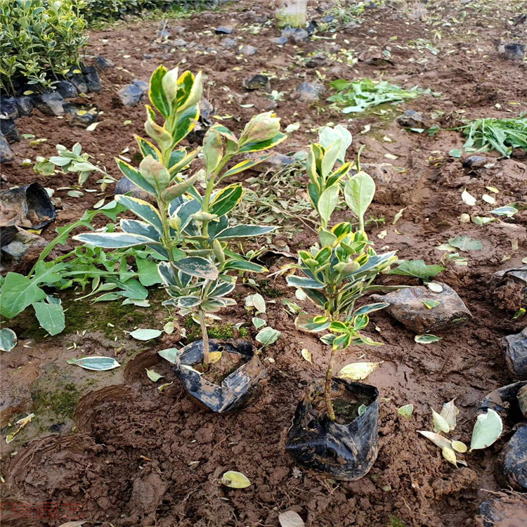 河南金边黄杨路旁种植 金边冬青低价直发 欢迎致电咨询