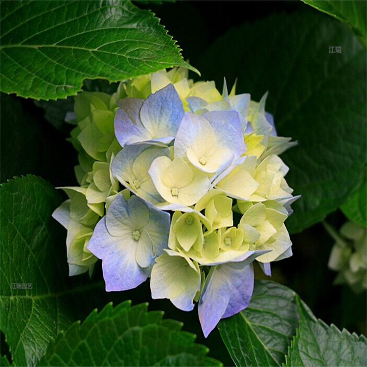 绿化绣球大型种植户 无尽夏花篱种植花卉 八仙花花境种植 江瑞园艺