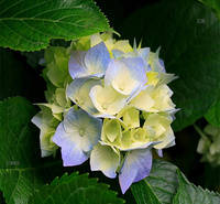 绿化绣球大型种植户 无尽夏花篱种植花卉 八仙花花境种植 江瑞园艺