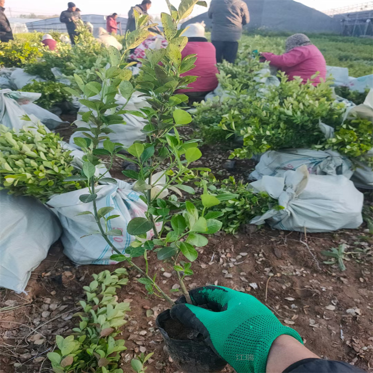 山东大叶黄杨批发商 大叶黄杨花坛种植苗木 大叶黄杨观赏价值高 江瑞园艺