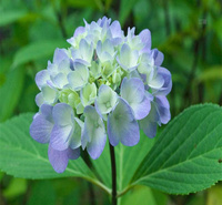 山东绿化绣球种植地销售 八仙花花径种植花卉 无尽夏大型种植户 欢迎选购