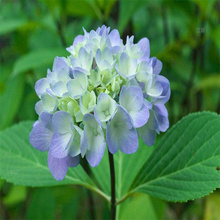 山东绿化绣球种植地销售 八仙花花径种植花卉 无尽夏大型种植户 欢迎选购