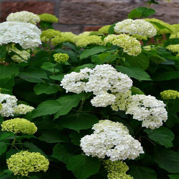 河南绿化绣球花径种植花卉 八仙花花色齐全 花朵大 无尽夏花园常用种植花卉 欢迎咨询