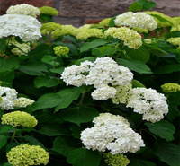 河南绿化绣球花径种植花卉 八仙花花色齐全 花朵大 无尽夏花园常用种植花卉 欢迎咨询