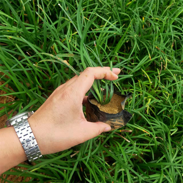 全意花卉沿阶草 地被绿化草麦冬小苗 基地供应 喜温暖湿润环境