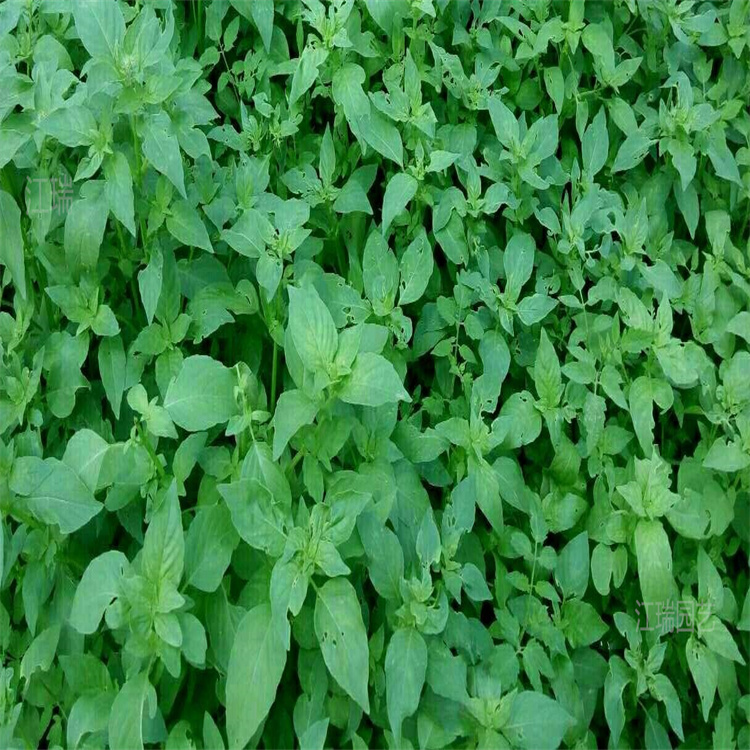 荆芥种植基地 荆芥批发商 荆芥花坛种植花卉 夏杰花卉