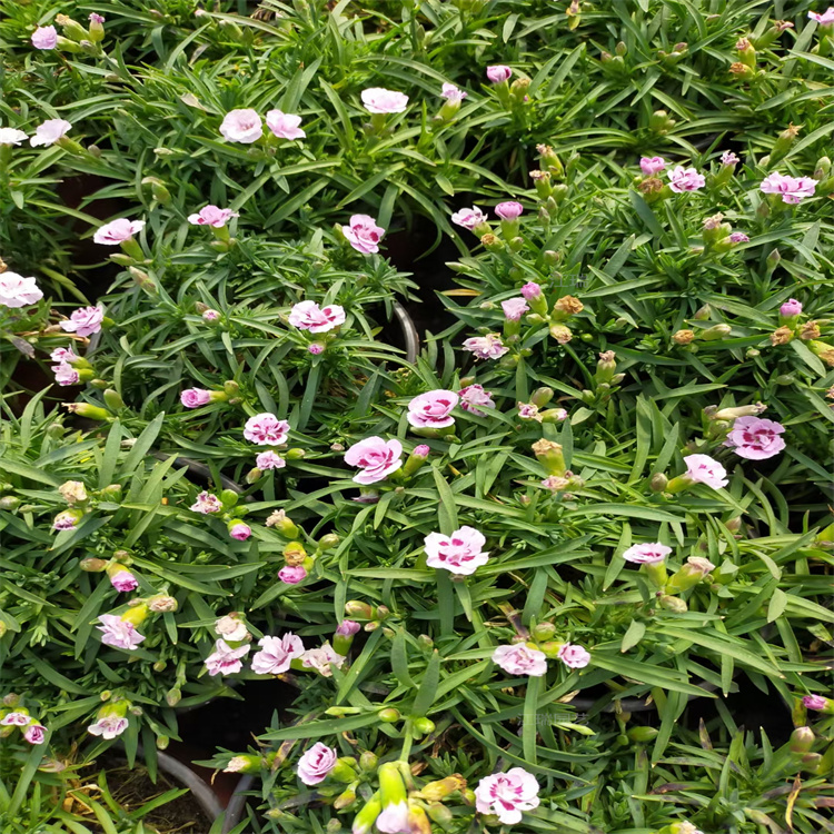 青州初吻石竹种植地销售 初吻石竹花姿优美 错误操作花境观赏花卉 夏杰花卉