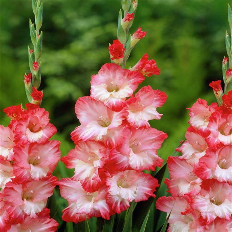 山东剑兰种植地 唐菖蒲低价直发 剑兰花坛种植花卉 夏杰花卉
