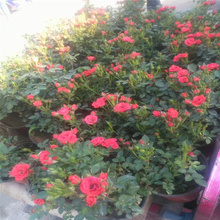 微型月季种植基地 钻石月季观赏价值高 微型月季盆栽花卉 夏杰花卉