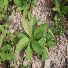山东荆芥种植地销售 荆芥适应能力强 荆芥批发商 欢迎选购