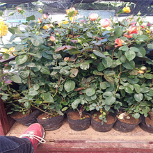 河北微型月季花坛种植花卉 钻石月季花期长 微型月季地被绿化花卉