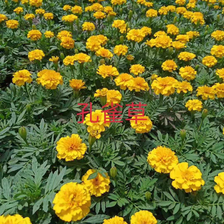 涵航花卉 孔雀草  绿化草花孔雀草  孔雀草基地供应  欢迎询价