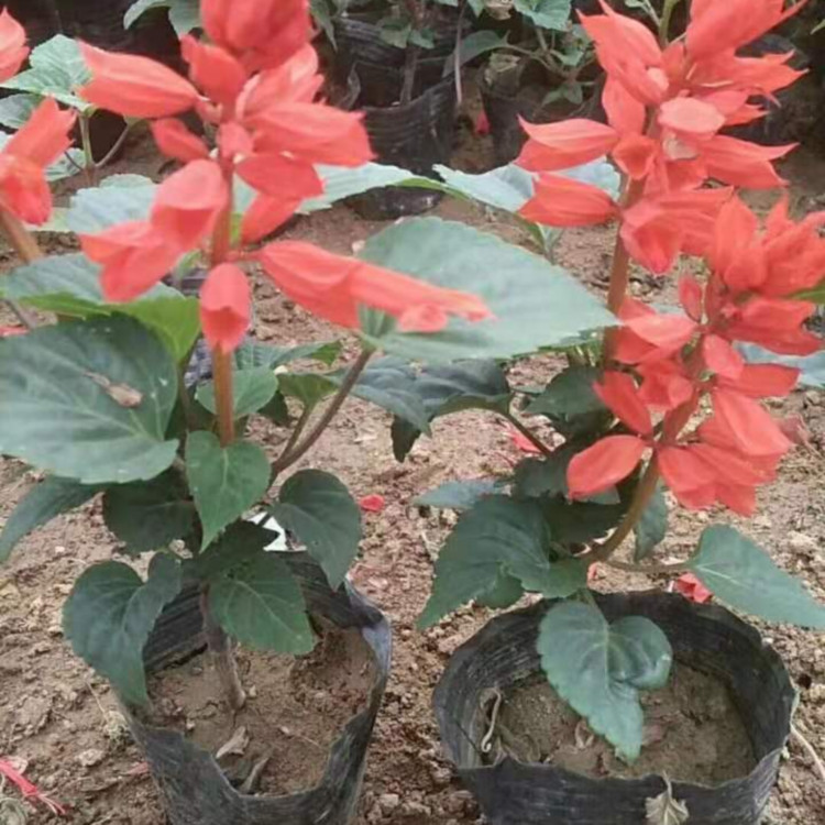 一串红  涵航花卉 一串红供应商  耐寒一串红 