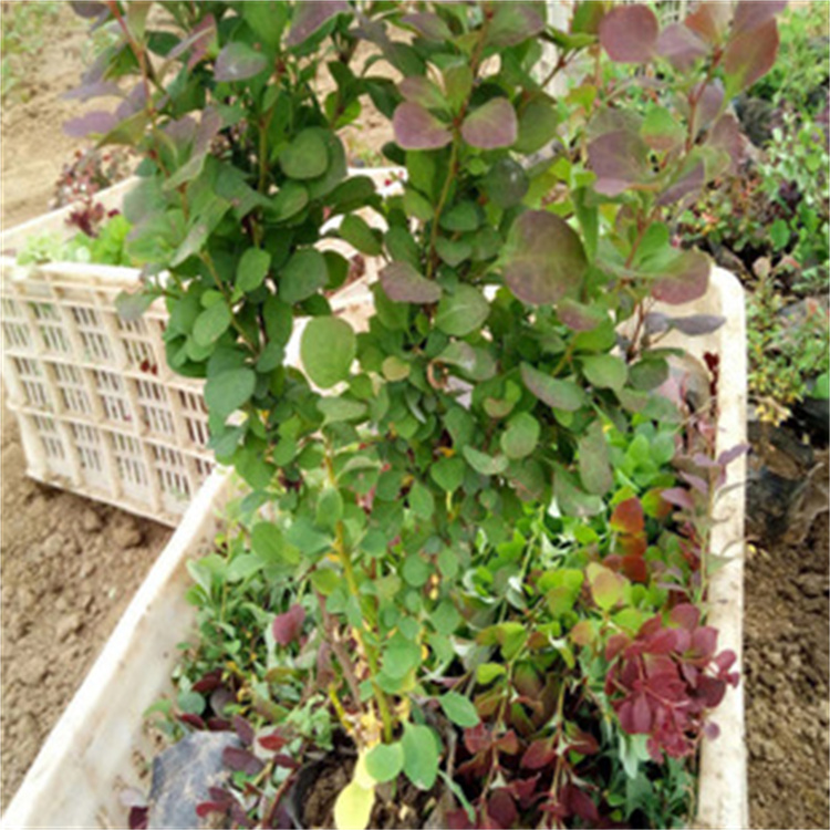 山东红叶小檗种植地销售 红叶小檗花坛种植苗木 红叶小檗批发商 江瑞园艺