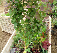 山东红叶小檗种植地销售 红叶小檗花坛种植苗木 红叶小檗批发商 江瑞园艺