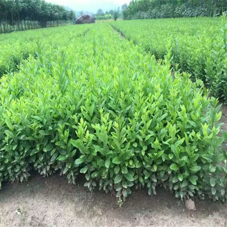 金叶水蜡种植地销售 绿叶水蜡公园绿篱带种植 紫叶水蜡质优价廉 江瑞园艺