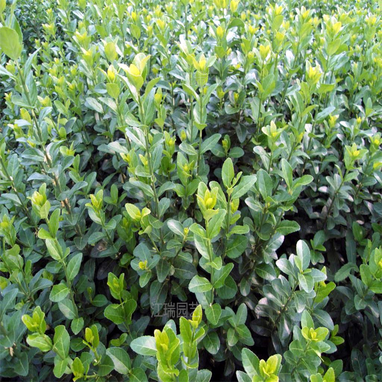 胶东卫矛路旁绿化 胶东卫矛公园岩石旁绿化 胶东卫矛大型种植户 江瑞园艺