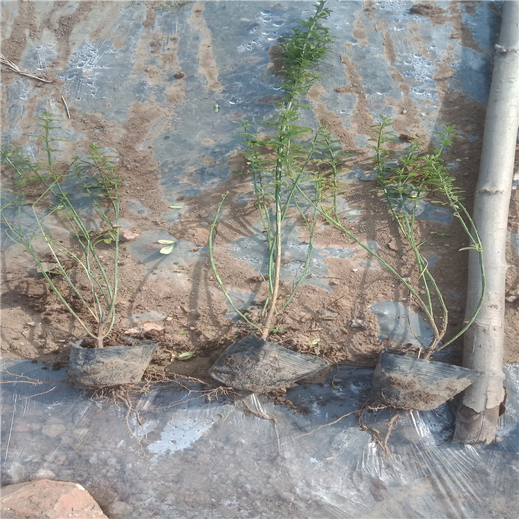 迎春花移栽容易 迎春花苗圃现挖 迎春花路旁种植 欢迎咨询
