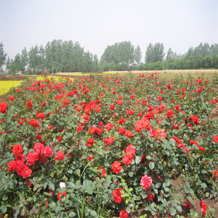 红帽月季花径种植花卉 红帽月季花带种植花卉 红帽月季景区常用绿化花卉