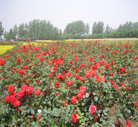 红帽月季花径种植花卉 红帽月季花带种植花卉 红帽月季景区常用绿化花卉