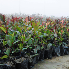 红叶石楠路旁种植 红叶石楠景观效果美丽 红叶石楠花坛种植苗木