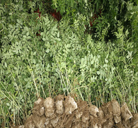 四季玫瑰路旁种植花卉 江瑞 四季玫瑰营养杯苗基地 四季玫瑰花期长耐修剪