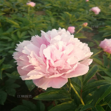 芍药景区绿化常用花卉 绿化芍药小苗培育 芍药花繁色艳 欢迎选购