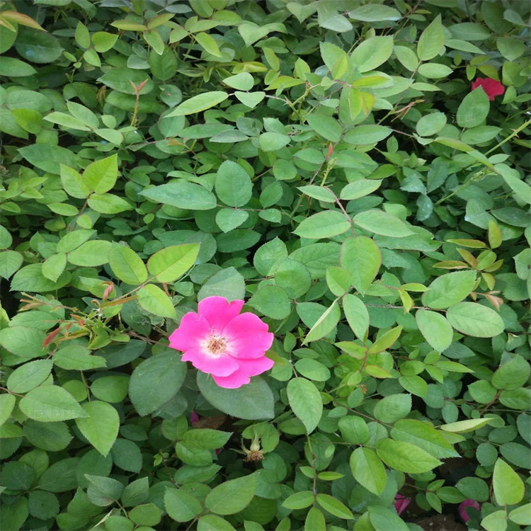 丰花月季花篱绿化 丰花月季花带种植花卉 丰花月季花圃种植花卉 江瑞园艺