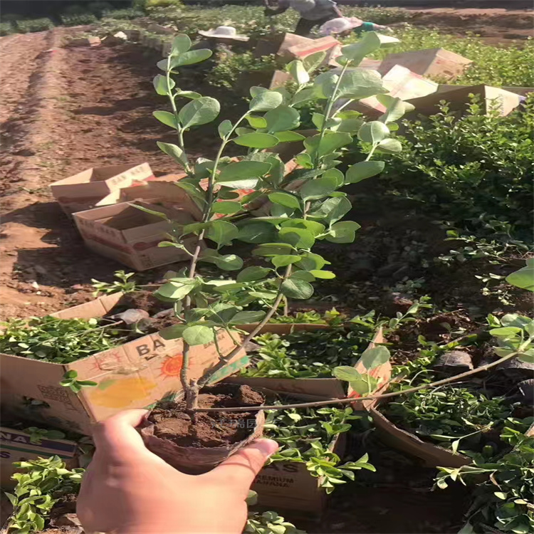 胶东卫矛种植基地 胶东卫矛供应商 胶东卫矛枝繁叶茂 夏杰花卉