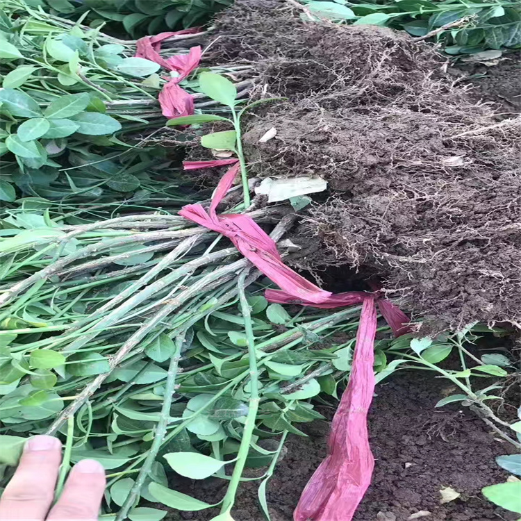 山东胶东卫矛营养杯苗基地 胶东卫矛路旁种植 胶东卫矛丛植 孤植均可