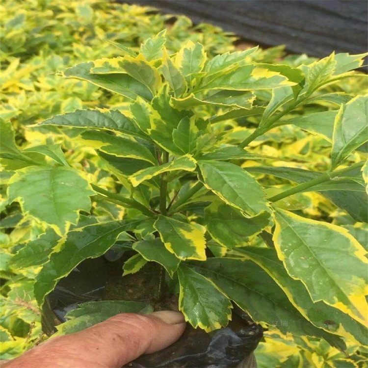 金边连翘花篱种植 金边连翘花坛绿化 金边连翘批发基地 江瑞园艺