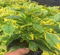 金边连翘花篱种植 金边连翘花坛绿化 金边连翘批发基地 江瑞园艺