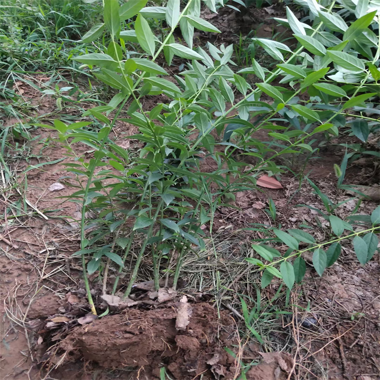 地栽连翘种植地销售 连翘耐寒苗木 连翘美化城市 江瑞园艺