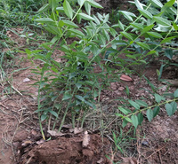 地栽连翘种植地销售 连翘耐寒苗木 连翘美化城市 江瑞园艺