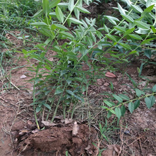 地栽连翘种植地销售 连翘耐寒苗木 连翘美化城市 江瑞园艺