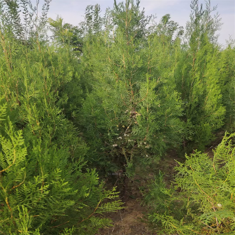 侧柏景区道路两侧绿化 侧柏小苗绿篱 侧柏种植地 江瑞