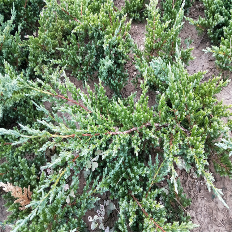 铺地柏种植地销售 铺地柏营养杯苗批发 铺地柏公路隔离带绿化苗木