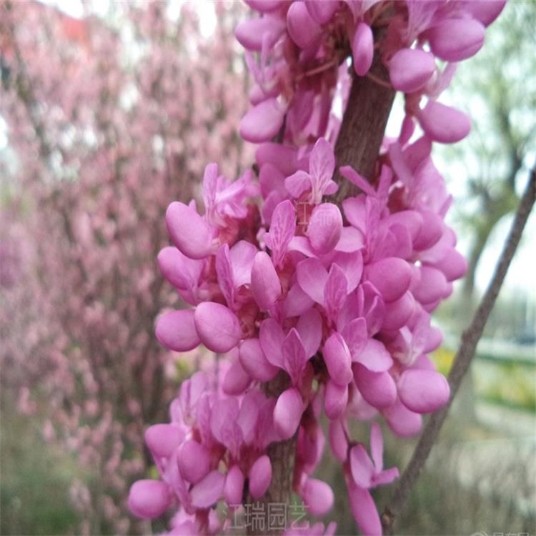 紫荆小区绿化树木 丛生紫荆种植基地 紫荆路旁绿化 江瑞园艺