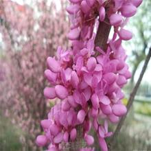 紫荆小区绿化树木 丛生紫荆种植基地 紫荆路旁绿化 江瑞园艺
