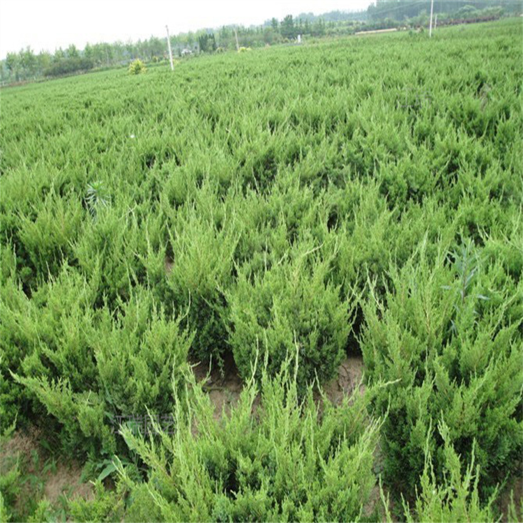 小龙柏道路两侧绿化 小龙柏种植地销售 小龙柏四季常绿 夏杰花卉