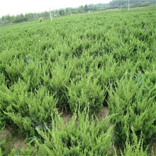 小龙柏道路两侧绿化 小龙柏种植地销售 小龙柏四季常绿 夏杰花卉